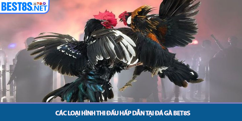 Các loại hình thi đấu hấp dẫn tại Đá gà Bet8s