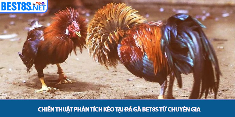 Chiến thuật phân tích kèo tại Đá gà Bet8s từ chuyên gia
