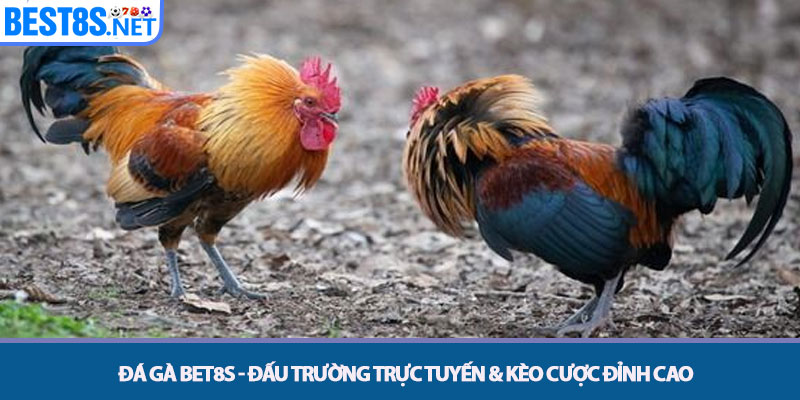 Đá gà Bet8s - Đấu Trường Trực Tuyến & Kèo Cược Đỉnh Cao