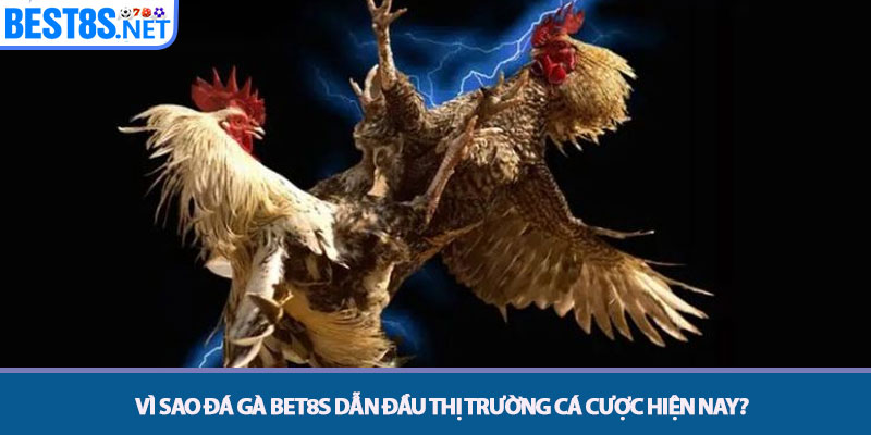 Vì sao Đá gà Bet8s dẫn đầu thị trường cá cược hiện nay?